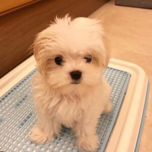 Cachorros malteses disponibles