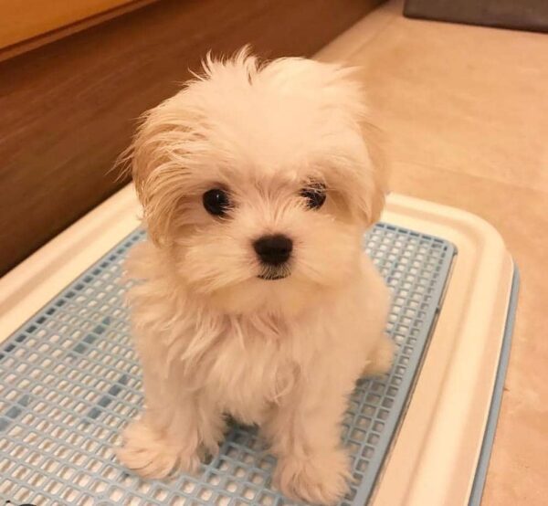 Cachorros malteses disponibles