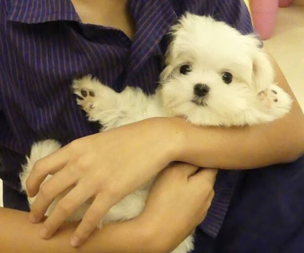 Cachorros malteses disponibles - Image 3