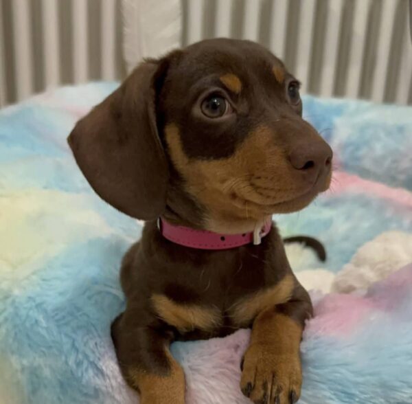 Cachorro de perro salchicha en adopción - Image 2