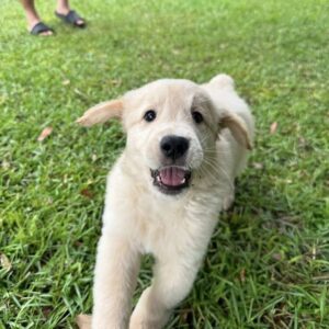 Cachorro Golden Retriever