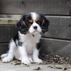 Cachorro Cavalier King Charles Spaniel