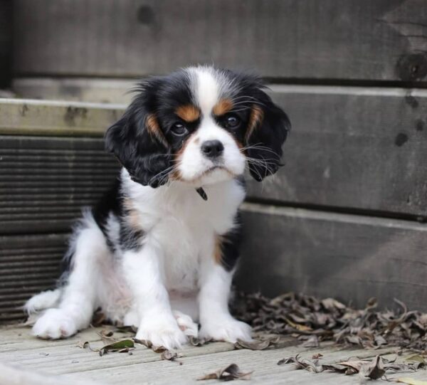Cachorro Cavalier King Charles Spaniel