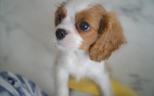 Cachorro Cavalier King Charles Spaniel - Image 2
