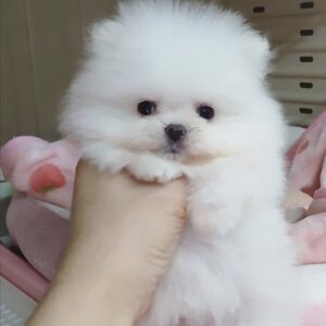 Cachorros de Pomerania disponibles