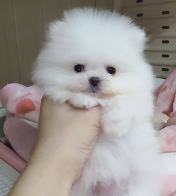 Cachorros de Pomerania disponibles
