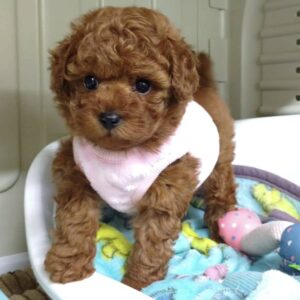 Adorables cachorros de caniche