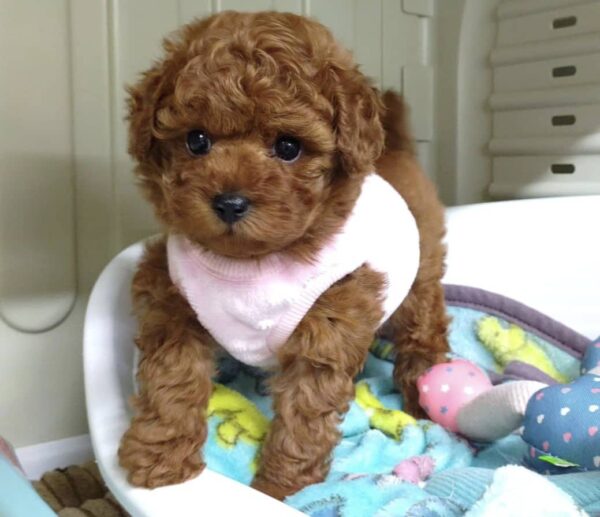 Adorables cachorros de caniche
