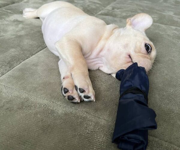 Cachorro hembra de bulldog francés - Image 2