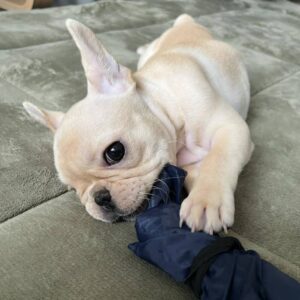 Cachorro hembra de bulldog francés