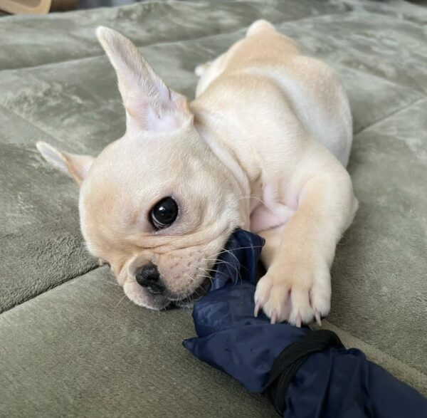 Cachorro hembra de bulldog francés
