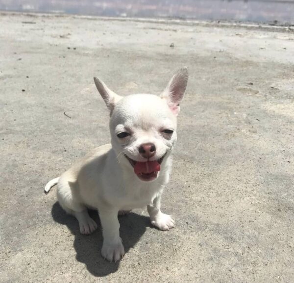 Cachorros chihuahua en adopción - Image 4