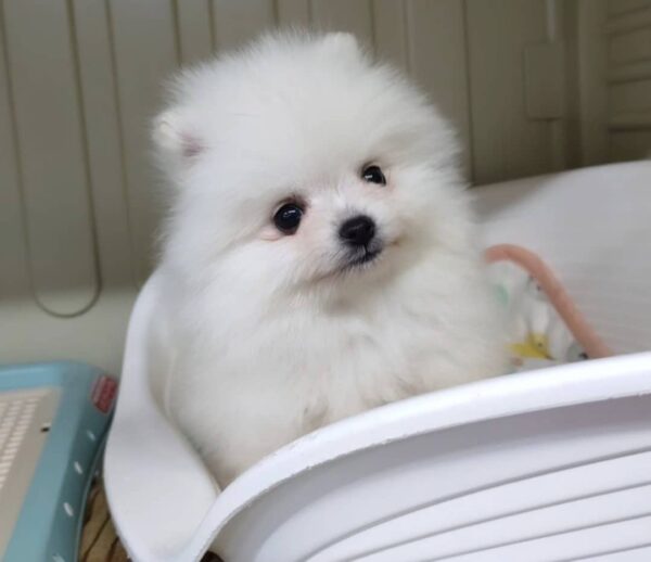 Cachorros de Pomerania disponibles - Image 2