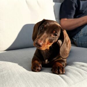 Cachorro de perro salchicha en adopción