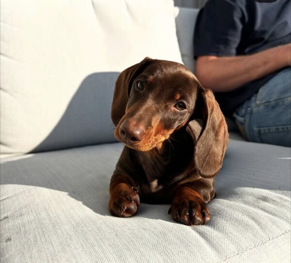 Cachorro de perro salchicha en adopción