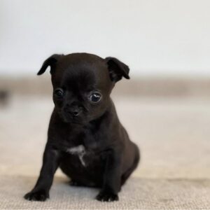 Cachorros chihuahua en adopción