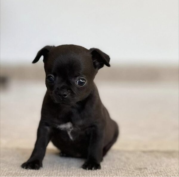 Cachorros chihuahua en adopción