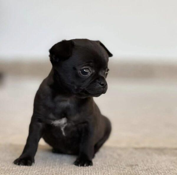 Cachorros chihuahua en adopción - Image 3