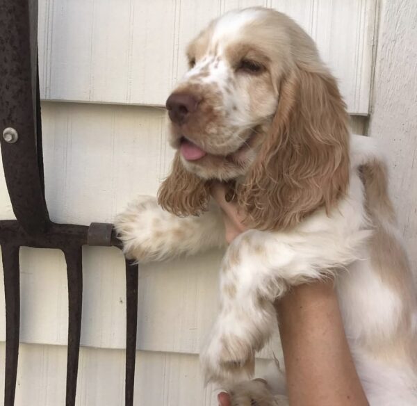 Cachorro de Cocker Spaniel (Dina) - Image 3