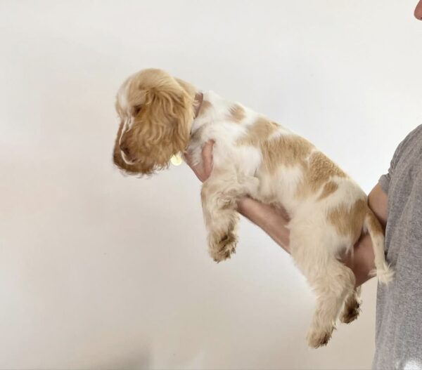 Cachorro de Cocker Spaniel (Dina) - Image 2