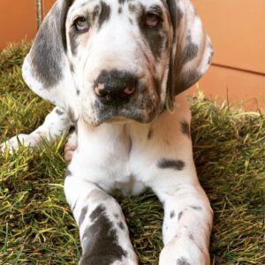Cachorros de gran danés disponibles