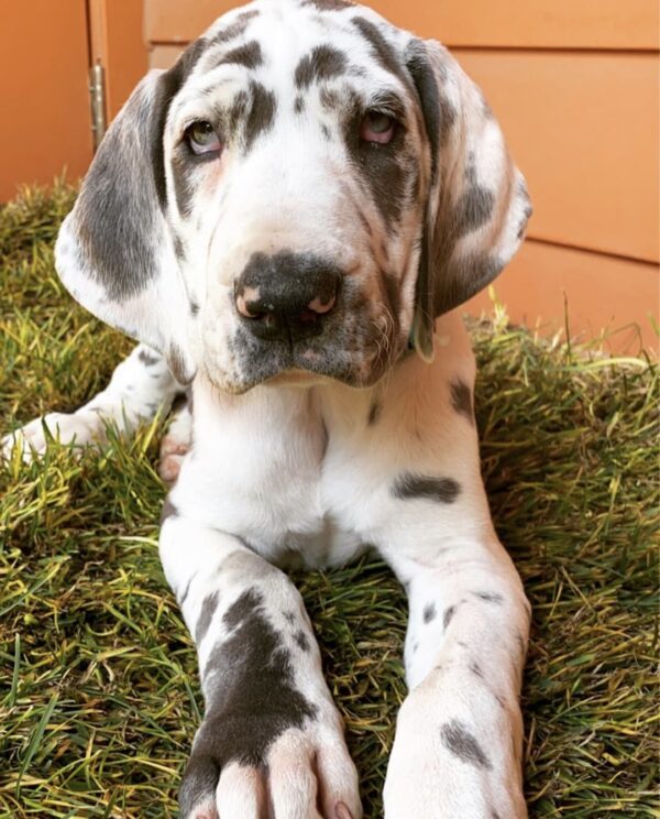 Cachorros de gran danés disponibles